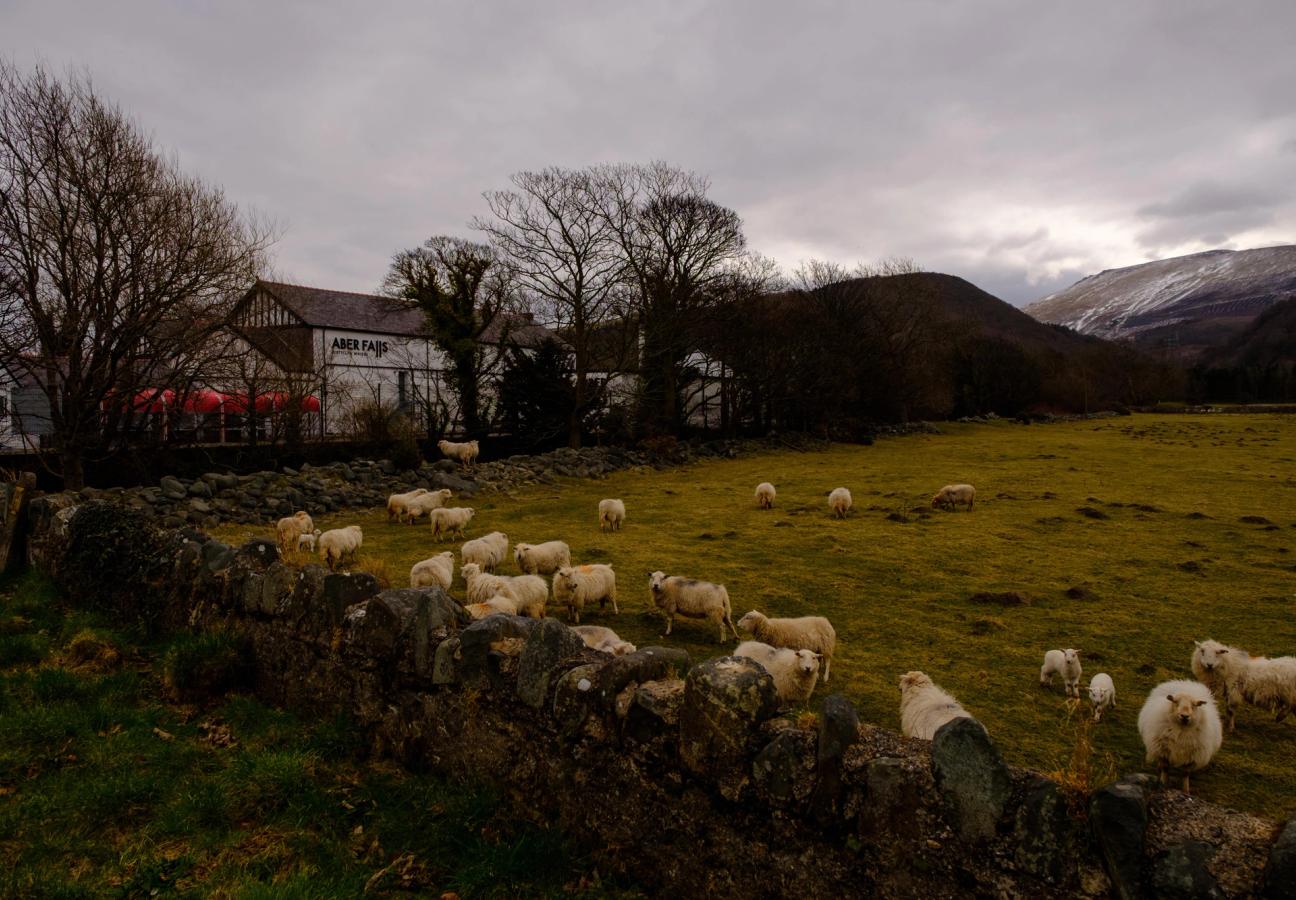 Aber Falls Distillery