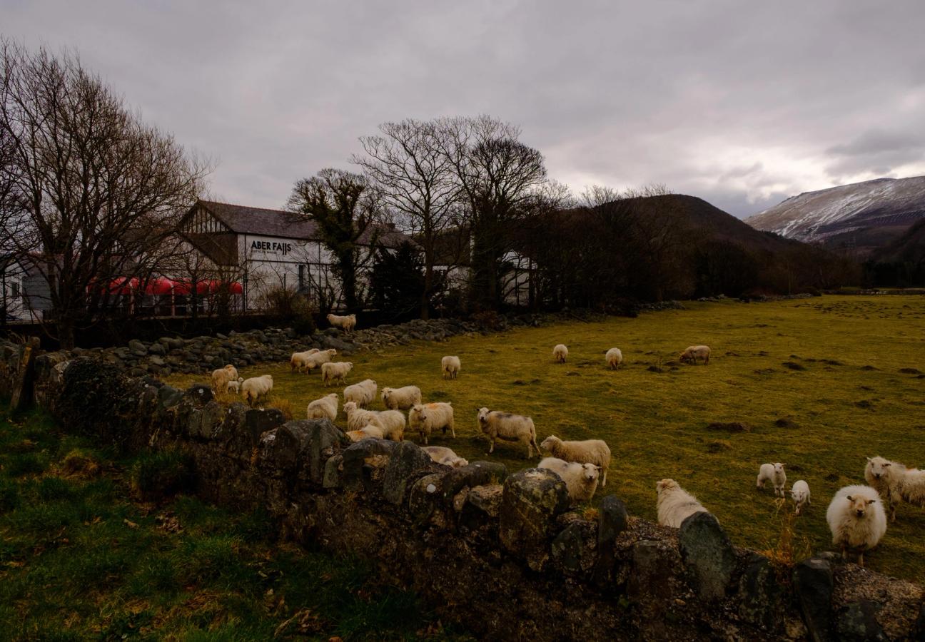 Aber Falls Distillery