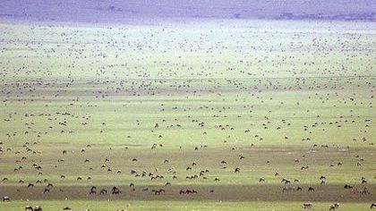 The 5 best luxury camps for witnessing the wildebeest migration