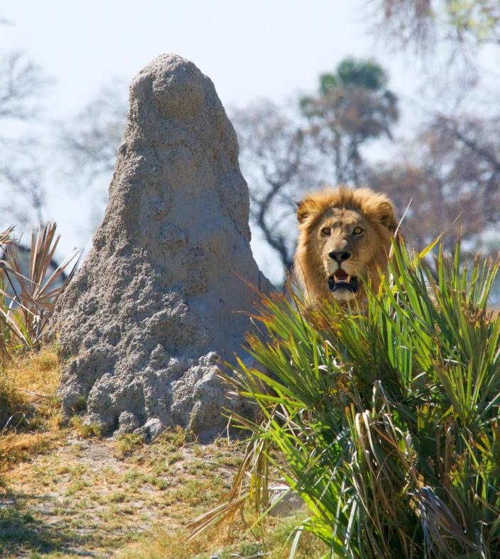 botswana lion