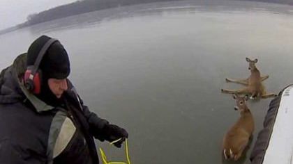 Amazing GoPro video of Hovercraft Deer Rescue