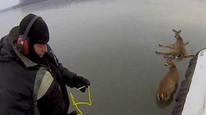 Amazing GoPro video of Hovercraft Deer Rescue