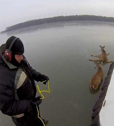 Amazing GoPro video of Hovercraft Deer Rescue