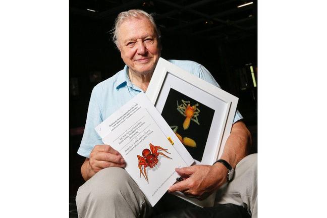 Sir David poses with picture of a spider named after him, the Prethopalpus Atteboroughi (Tony Mcdonough)