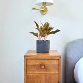 Red Chinese Evergreen