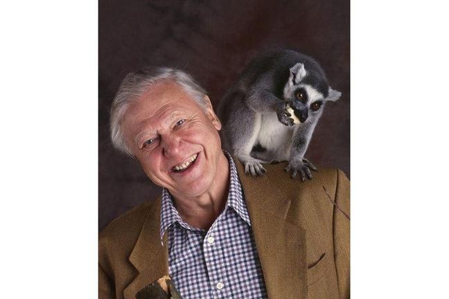 Attenborough with a hungry ring-tailed lemur (BBC)