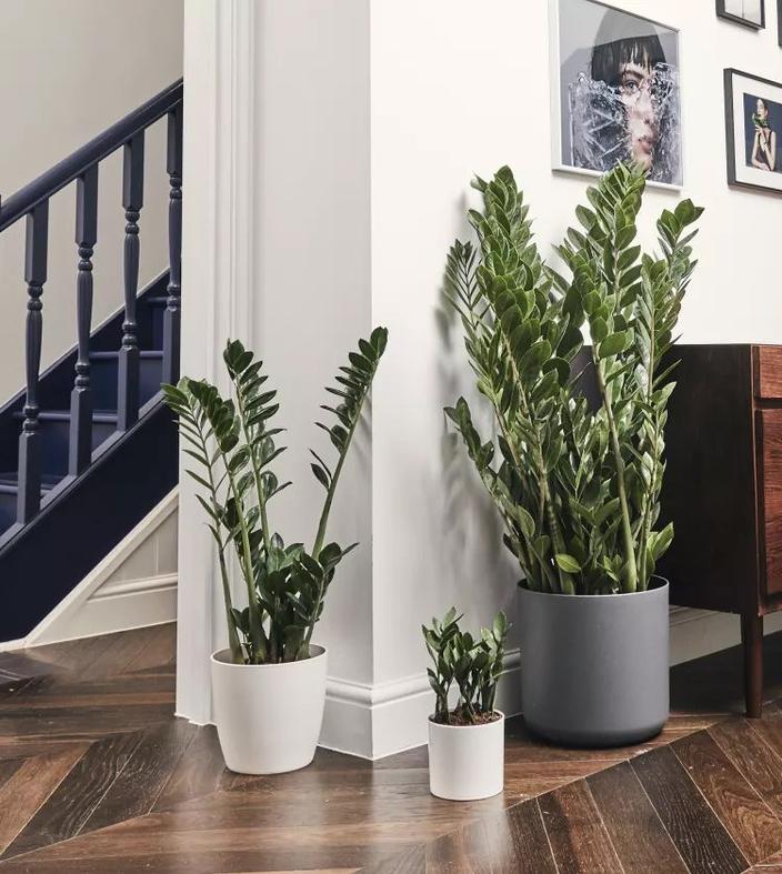 house plant