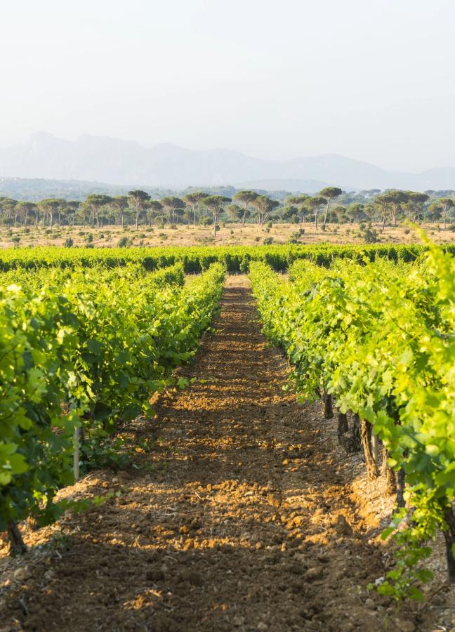 whispering angel vineyard