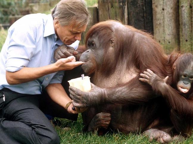 Feeding an Orangutan (Associated Press)