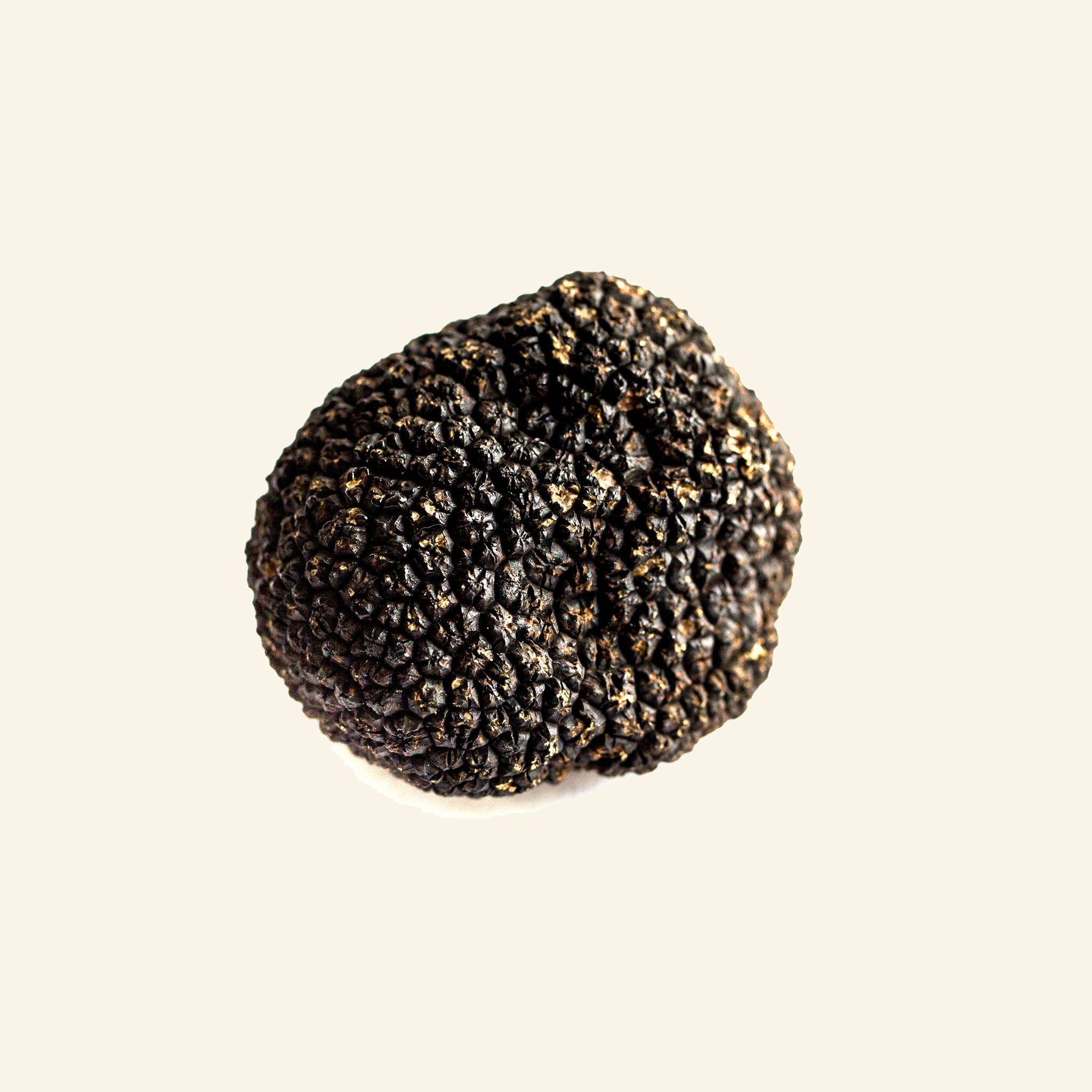 Fresh Autumn Black Truffle