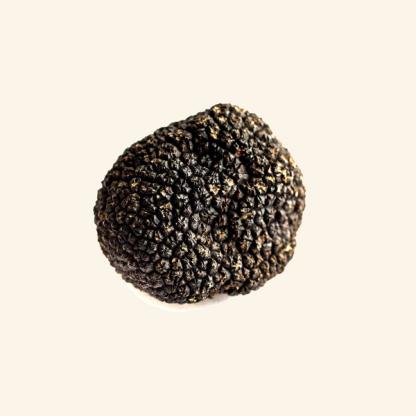 Fresh Autumn Black Truffle