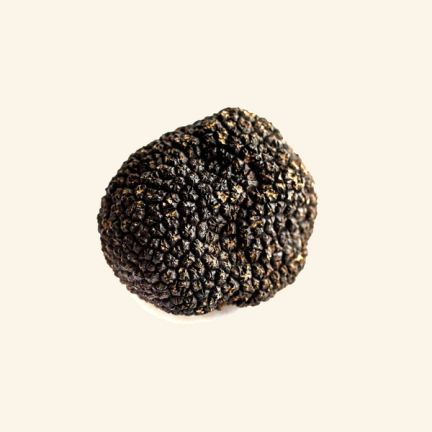 Fresh Autumn Black Truffle