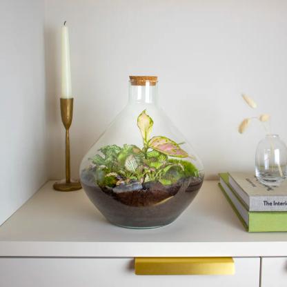 Patch Plants ‘Terry’ Terrarium