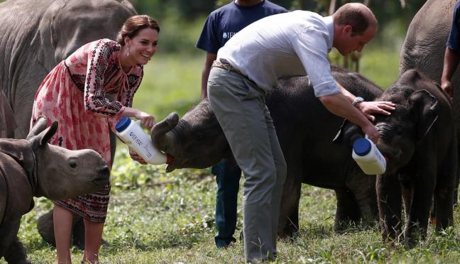 Prince William and Kate feeding baby elephants by Adnan Abidi
