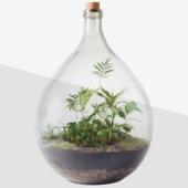 London Terrariums ‘Carboy’ Terrarium