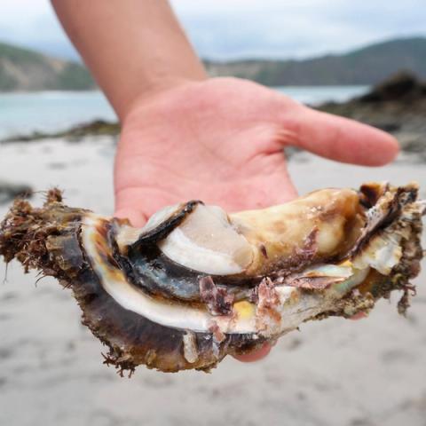 oysters ecuador