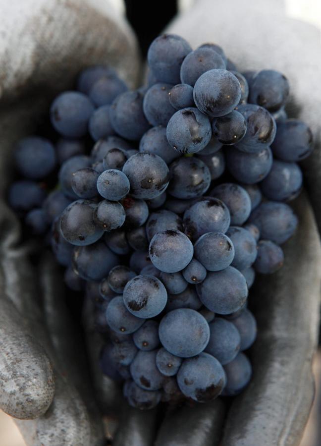 louis roederer grapes