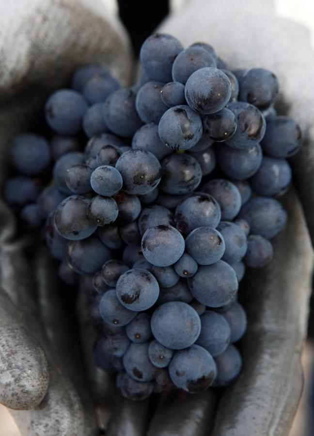 louis roederer grapes
