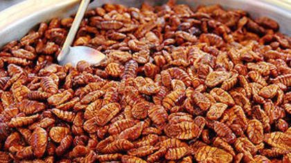 The most bizarre foods in the world