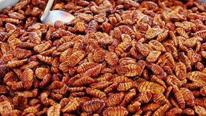 The most bizarre foods in the world