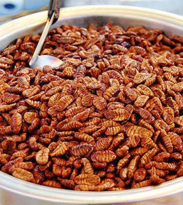 The most bizarre foods in the world