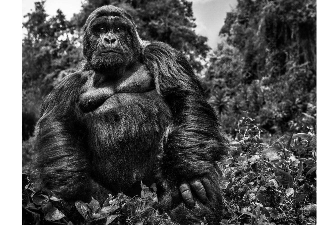 david yarrow photographs