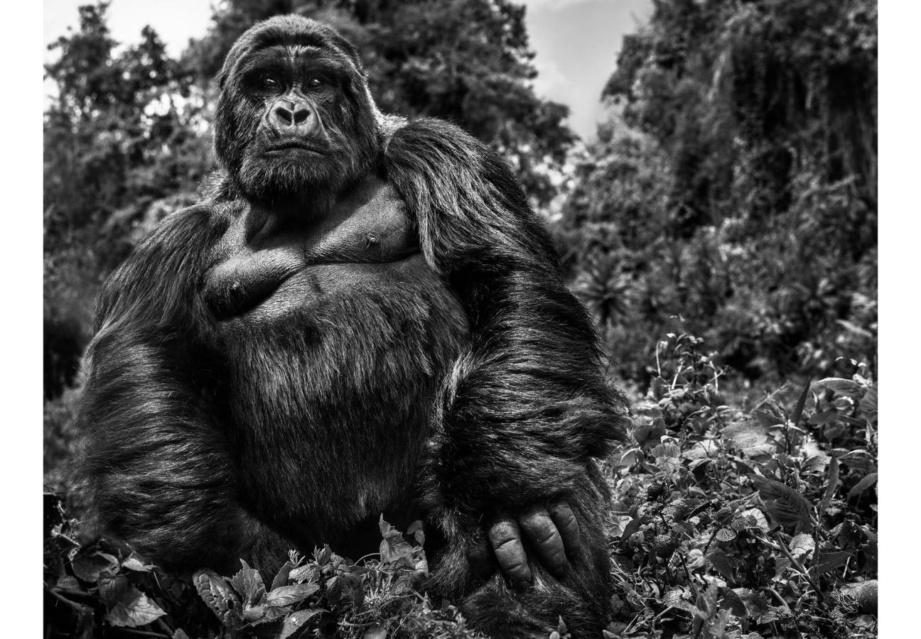 david yarrow photographs