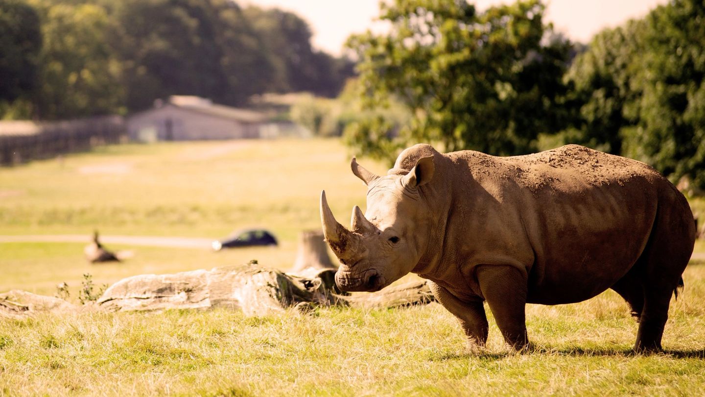 The expert’s guide to planning the ultimate Kenyan safari