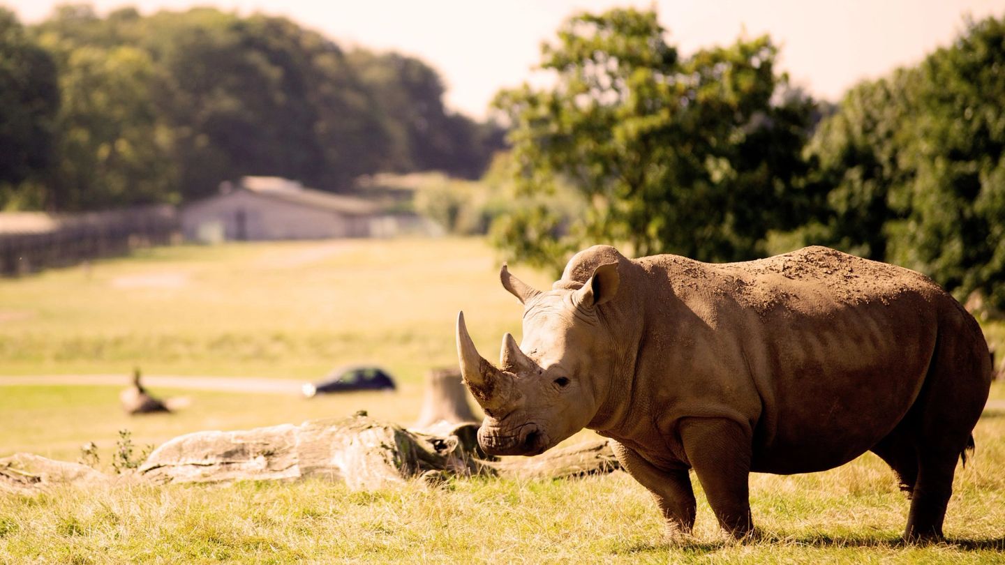 The expert’s guide to planning the ultimate Kenyan safari