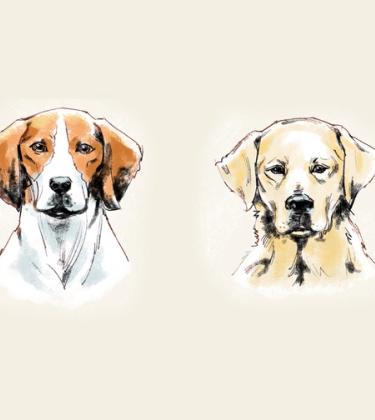 Off the leash: These are the four best hunting dogs