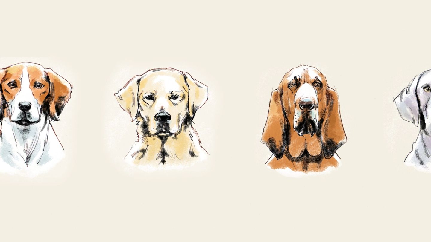 Off the leash: These are the four best hunting dogs