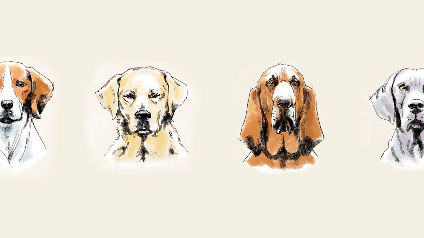 Off the leash: These are the four best hunting dogs