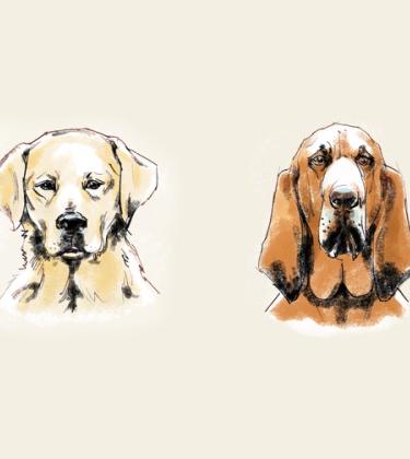Off the leash: These are the four best hunting dogs