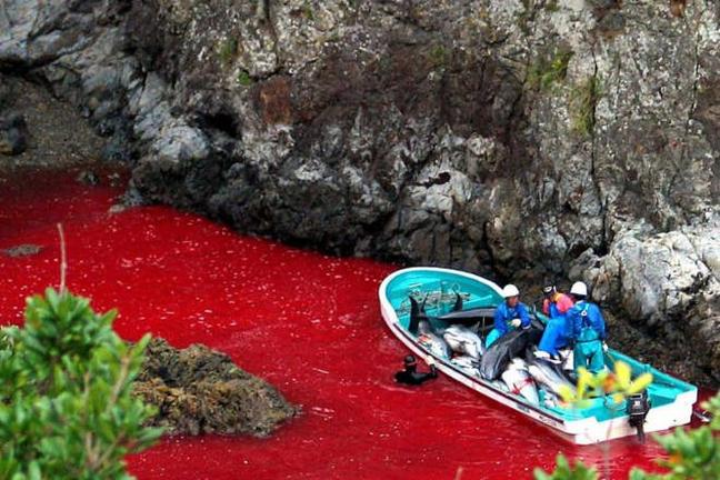 Dolphin Killing Japan - TGJ