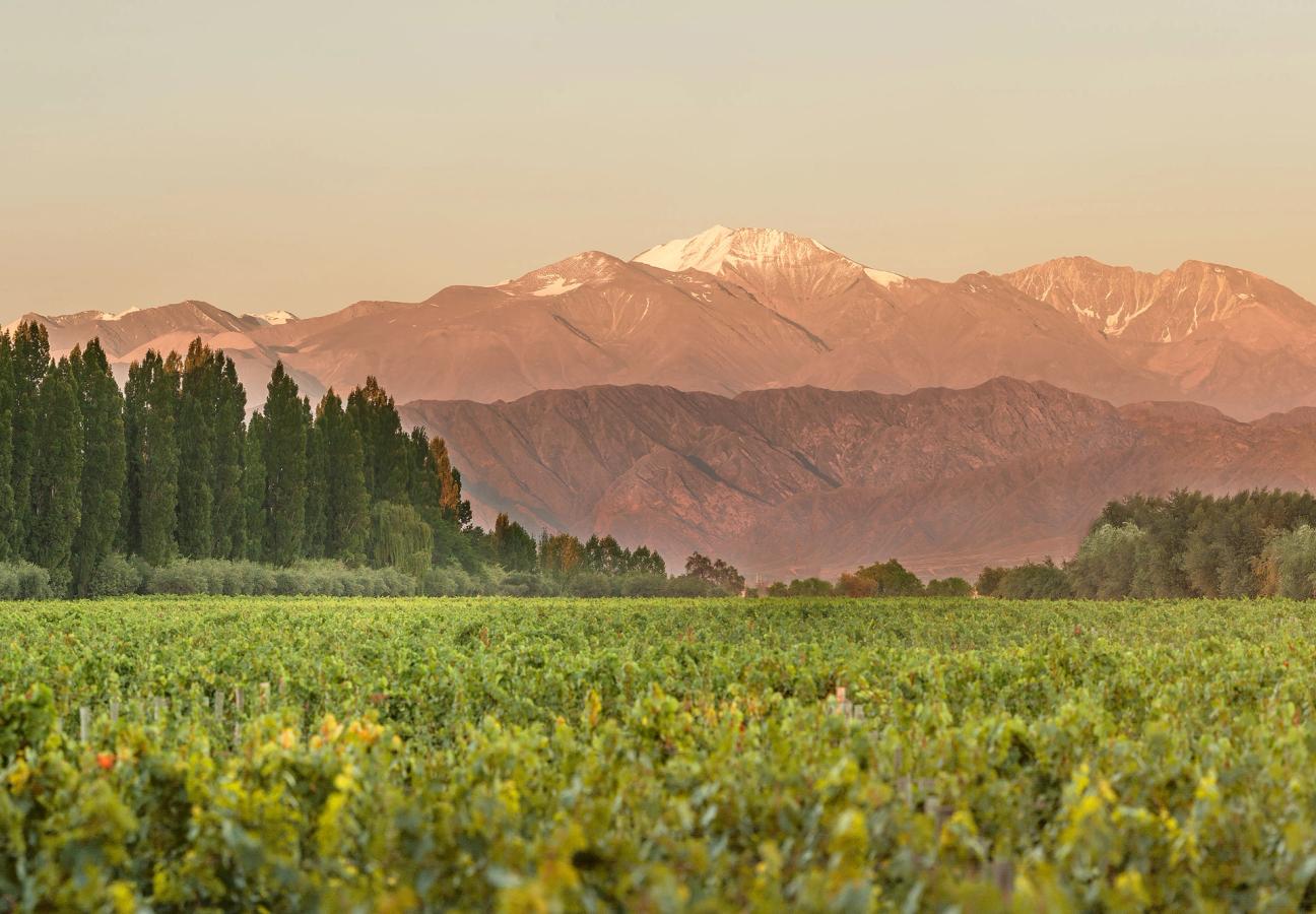 A vineyard with trees and mountains in the background