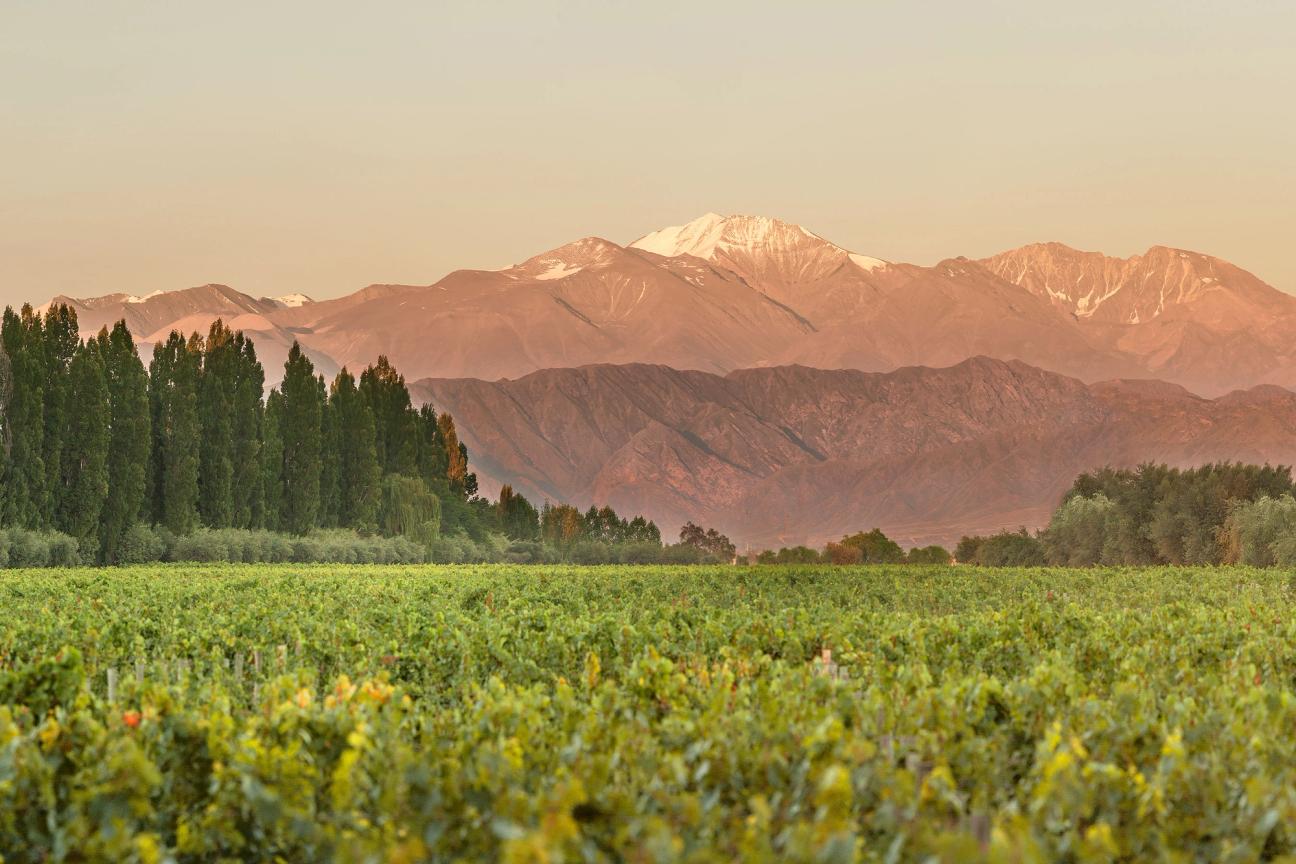A vineyard with trees and mountains in the background