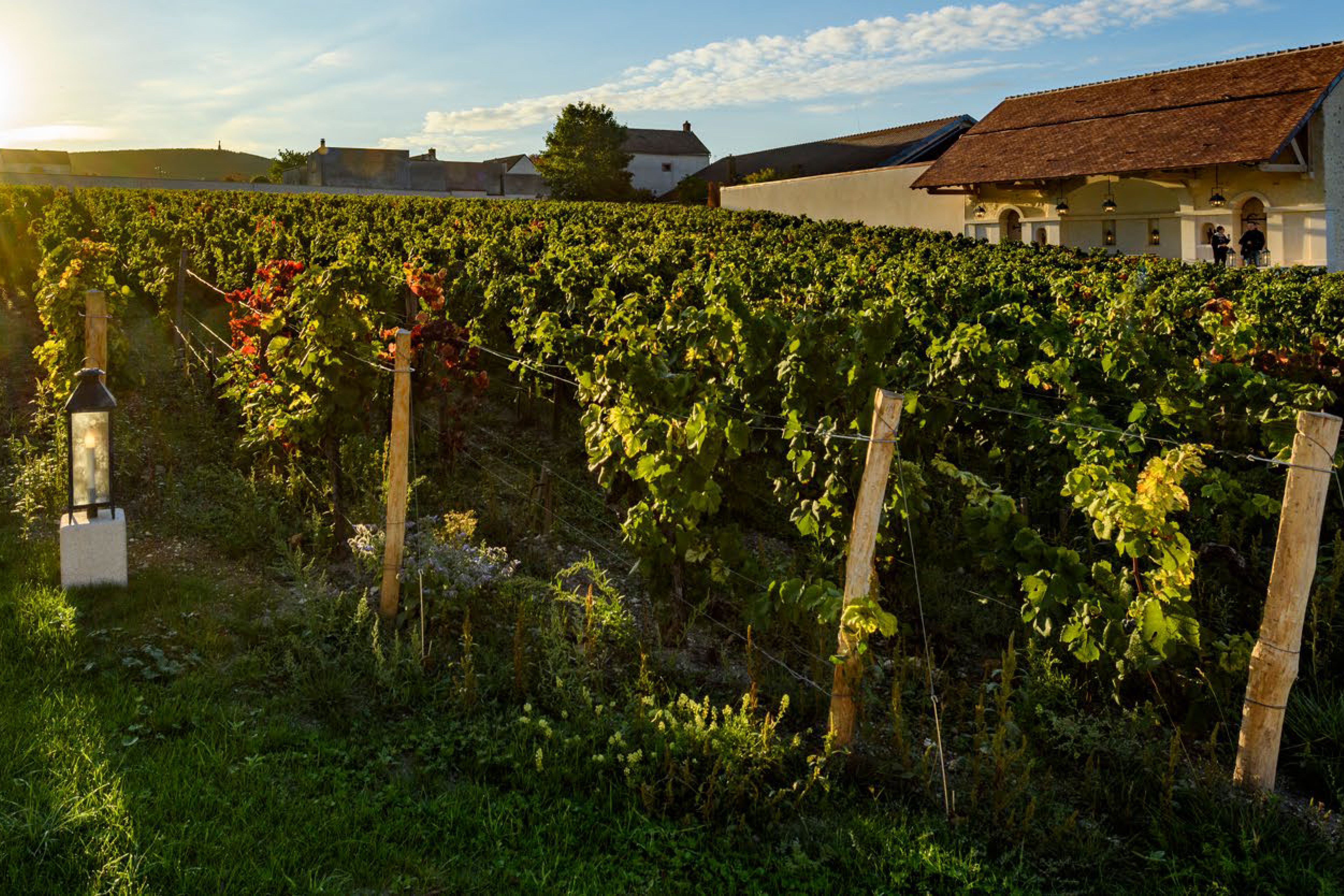 The enclosed vineyard at Clos Saint-Hilaire