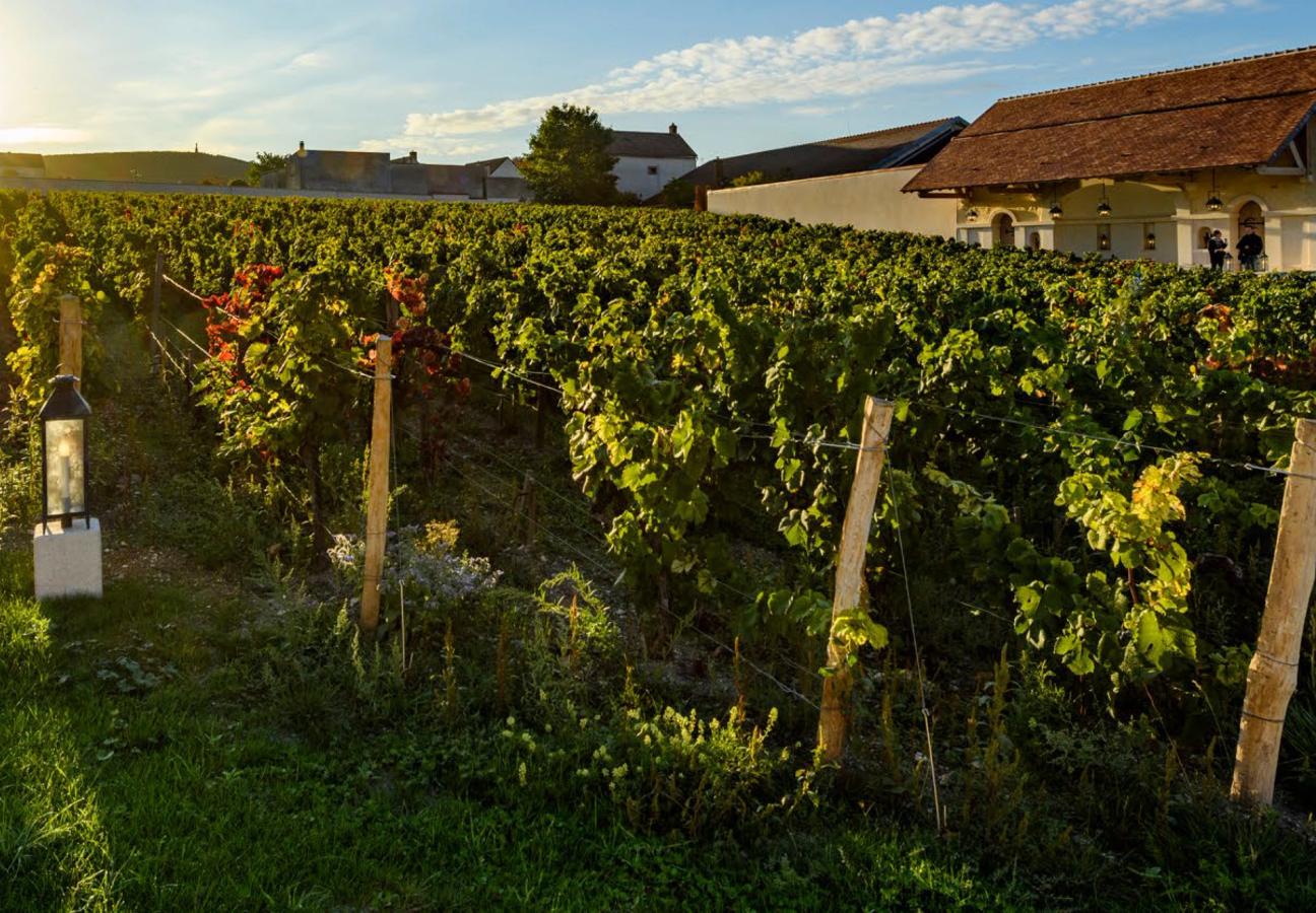 The enclosed vineyard at Clos Saint-Hilaire