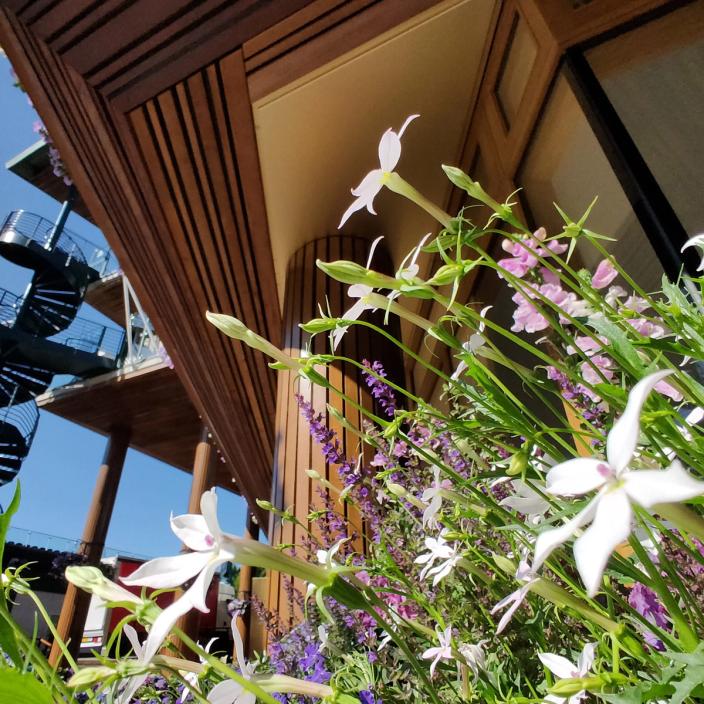 wimbledon flowers