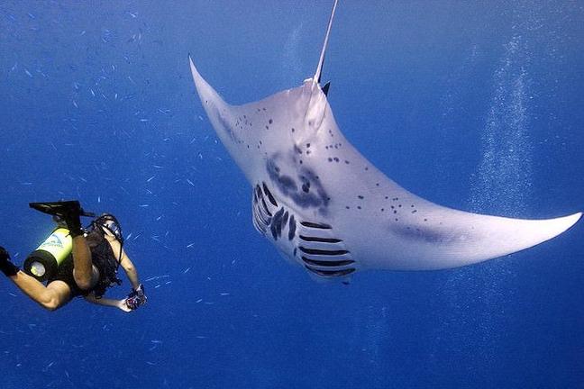 Manta Ray Village Hawaii - TGJ