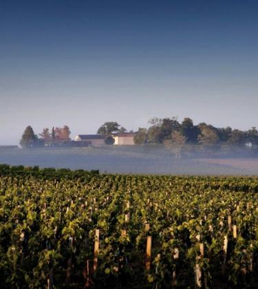 Château Quintus wine