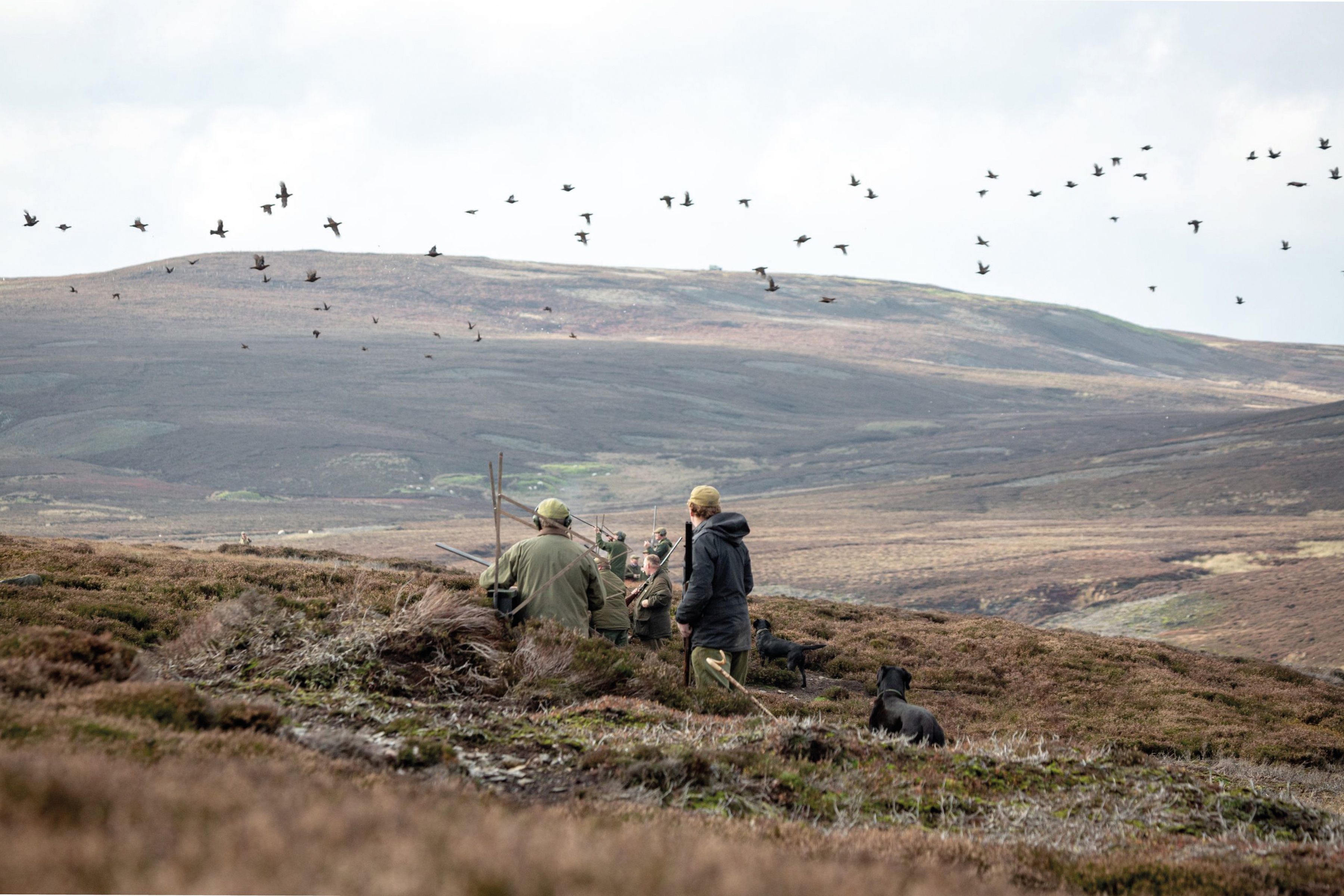 Grouse shooting on a British moor