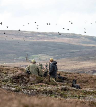 Grouse shooting on a British moor