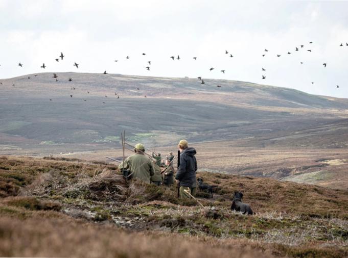 Grouse shooting on a British moor