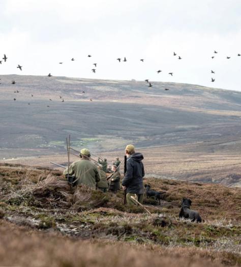 Grouse shooting on a British moor