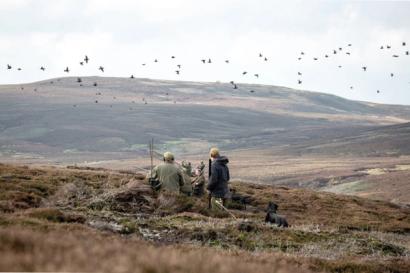 Grouse shooting on a British moor
