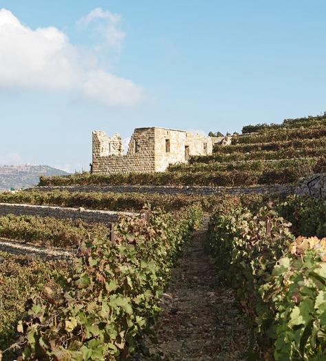 Why you should be drinking more Lebanese wines