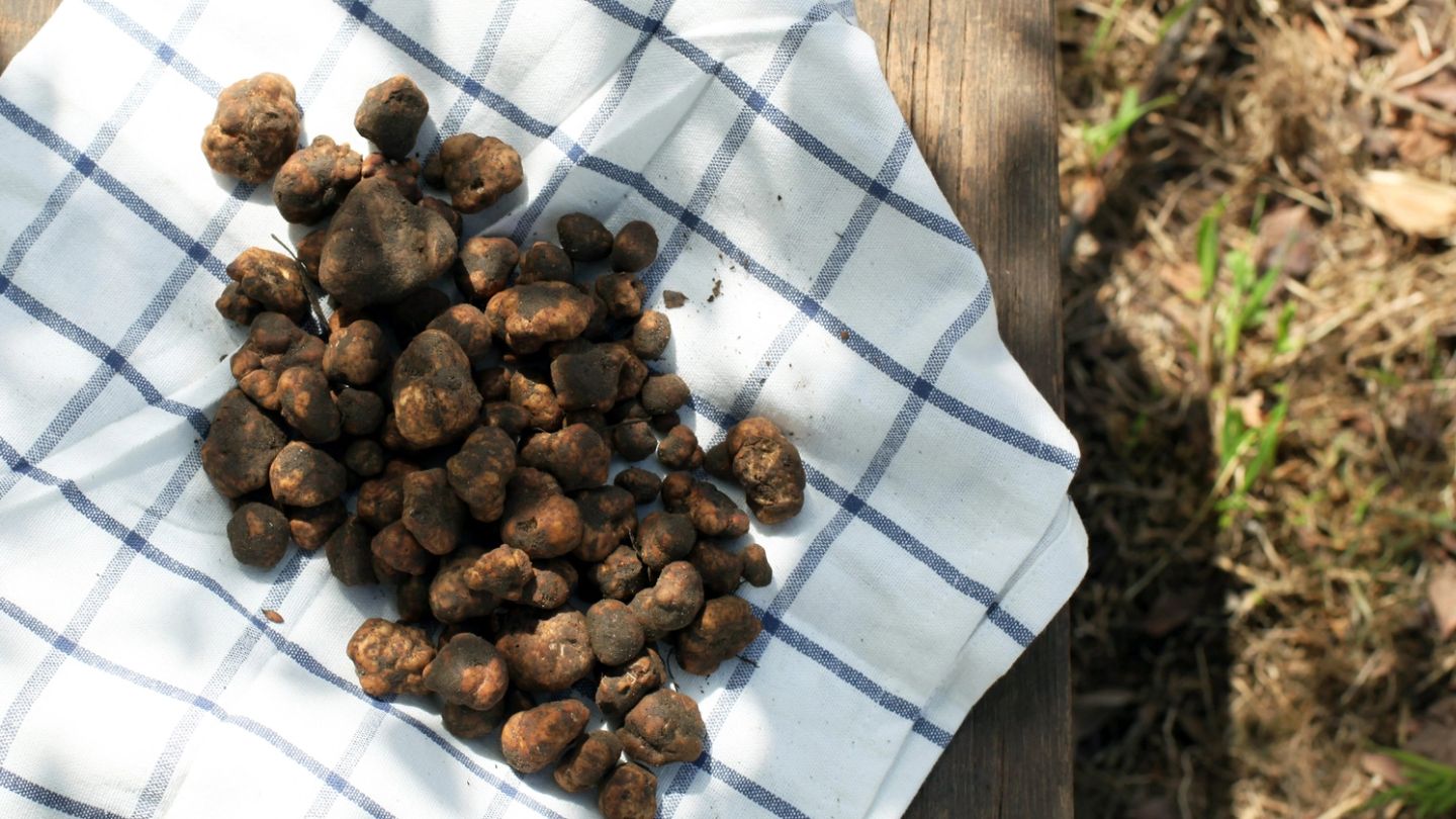 Close Shaves: The dark, delicious world of the international truffle trade