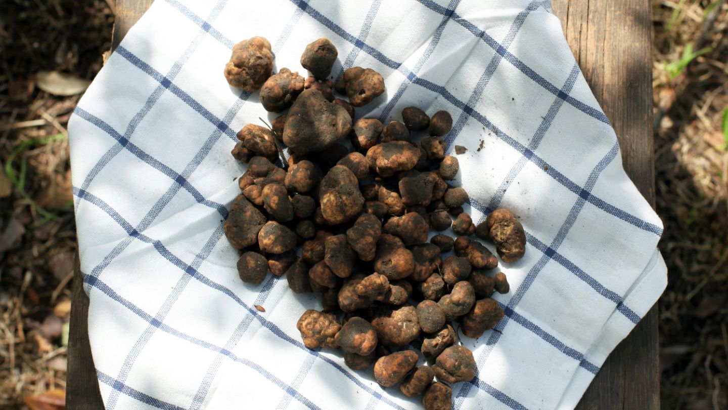 Close Shaves: The dark, delicious world of the international truffle trade
