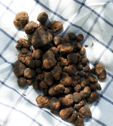 Close Shaves: The dark, delicious world of the international truffle trade